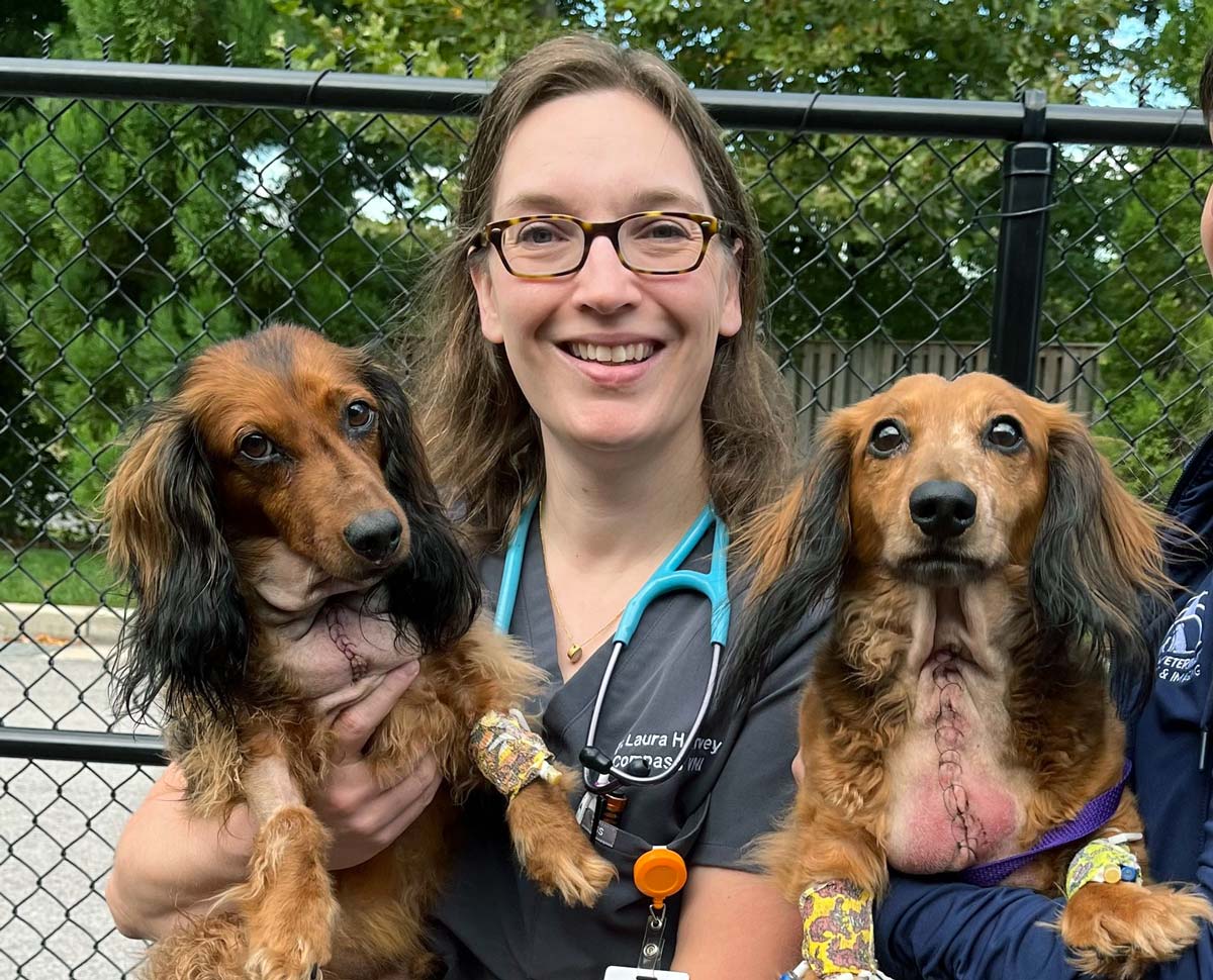 Veterinary Neurologists in Annapolis, MD Compass Veterinary Neurology