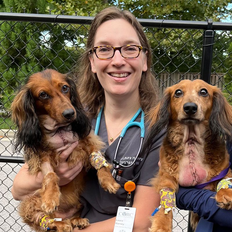 veterinary neurologist with dachshunds