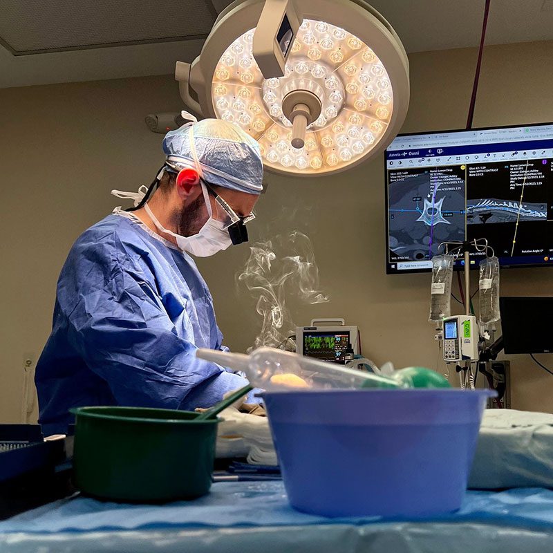 veterinary neurologist during surgery