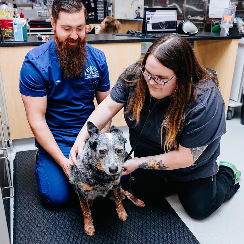 Medical Veterinary Neurology in Annapolis, MD Compass Veterinary Neurology & Imaging