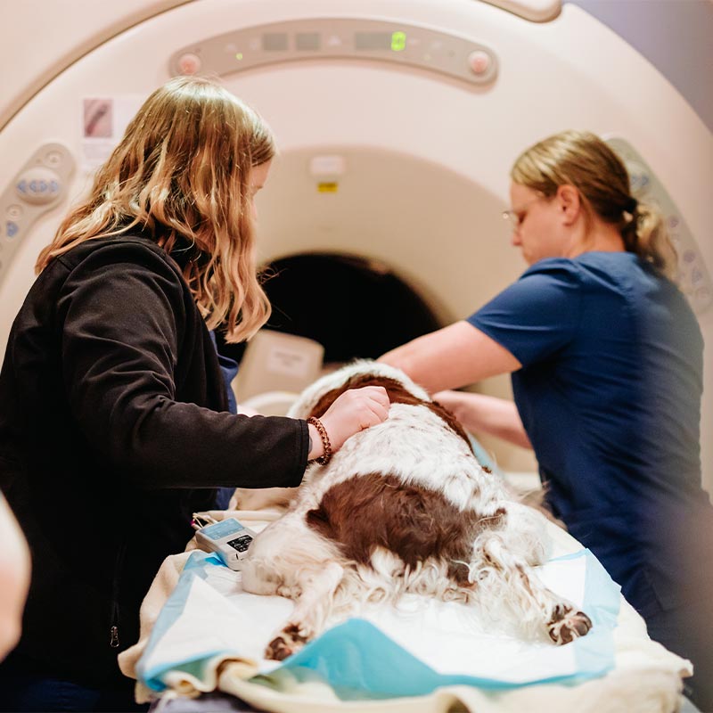 Veterinary Internships in Annapolis, MD Compass Veterinary Neurology