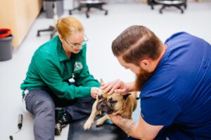 Frenchie getting physical exam