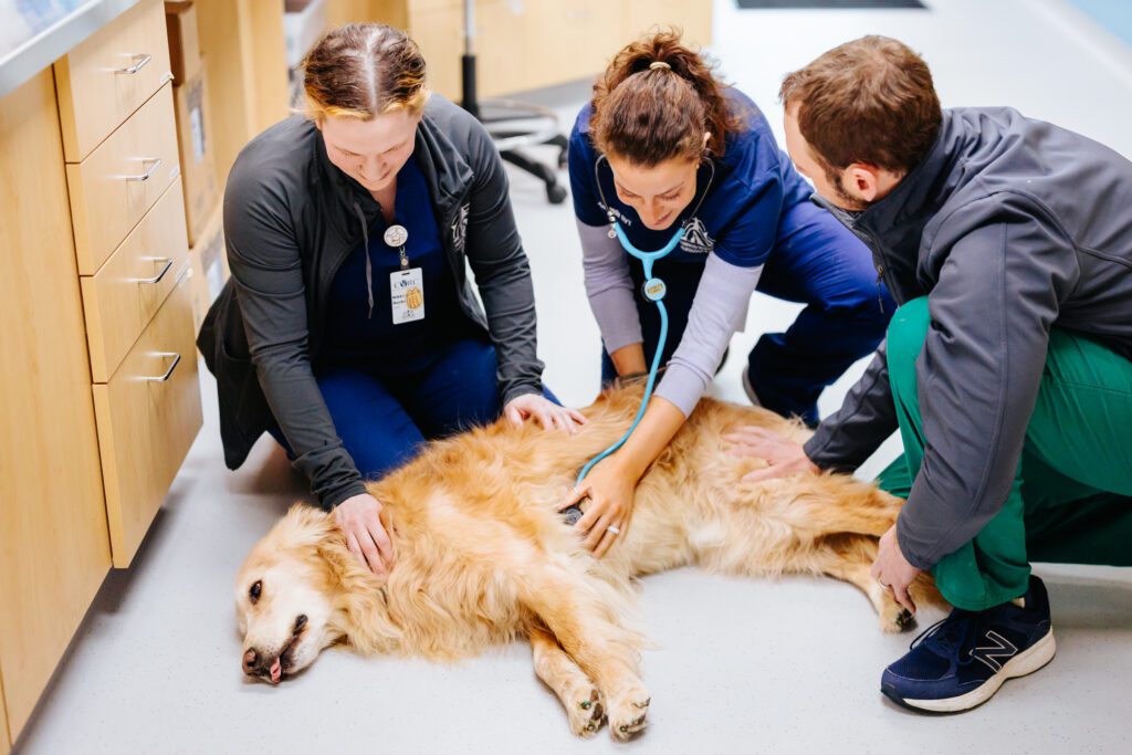 Golden getting physical exam