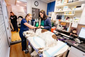 Vets prepping spaniel for MRI