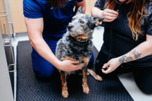 Heeler getting physical exam