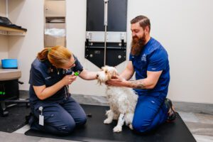 dog getting physical exam