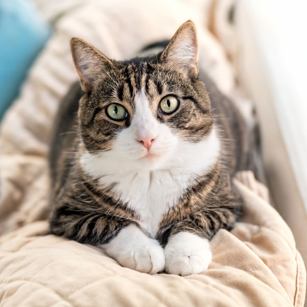 Cat Laying On Blanket In Home