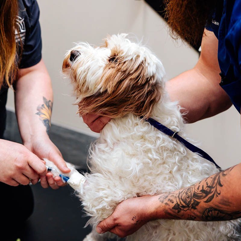 dog at compass veterinary neurology & imaging